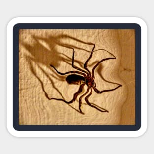 A Monster Huntsman Spider on the Hunt! Sticker